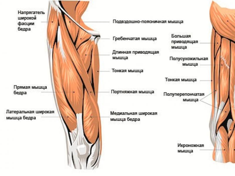 Упражнения для укрепления мышц ног